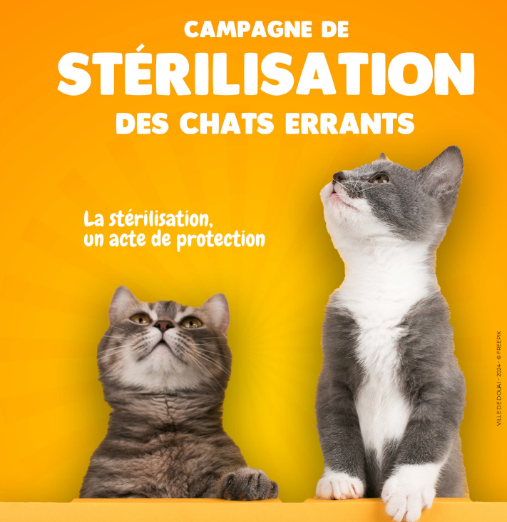 campagne chats errants