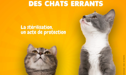 campagne chats errants
